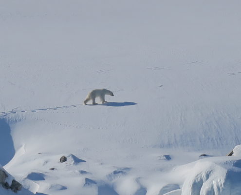 polar bears, arctic, skiing ,svalbard, spitsbergen,